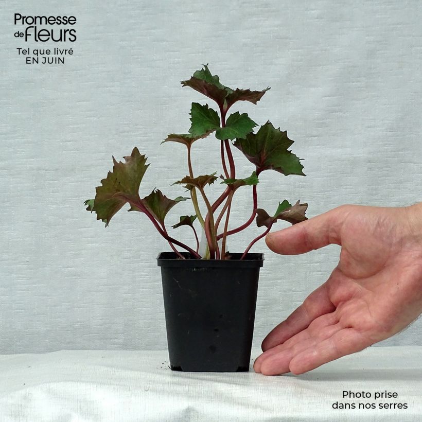 Ligularia Osiris Fantaisie - Leopard Plant 8/9 cm pot sample as delivered in summer