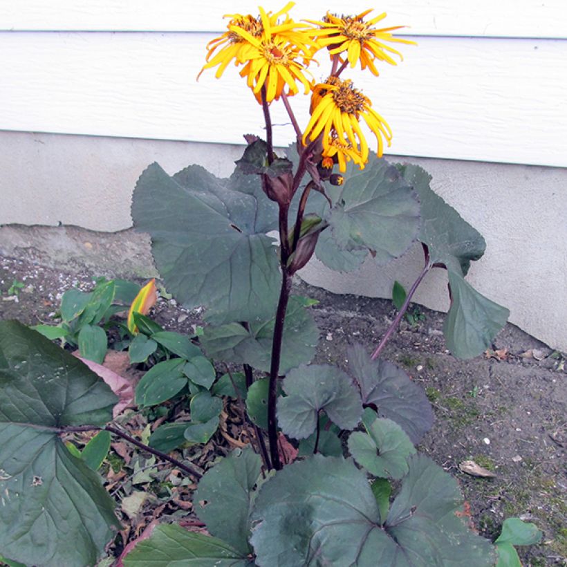 Ligularia dentata Britt-Marie Crawford - Leopard Plant (Plant habit)