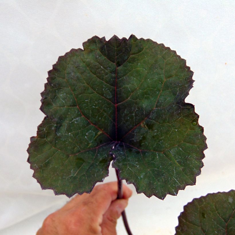 Ligularia dentata Britt-Marie Crawford - Leopard Plant (Foliage)