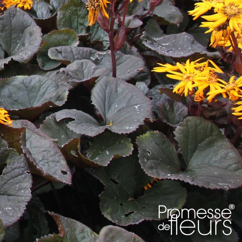 Ligularia dentata Dark Beauty - Leopard Plant (Foliage)