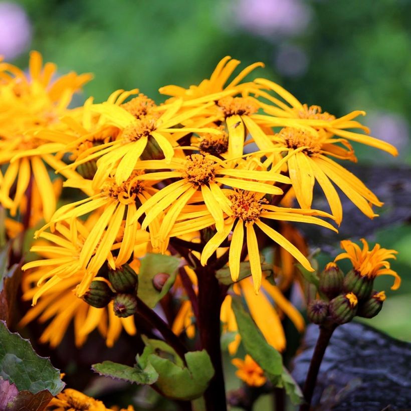 Ligularia dentata Dark Beauty - Leopard Plant (Flowering)