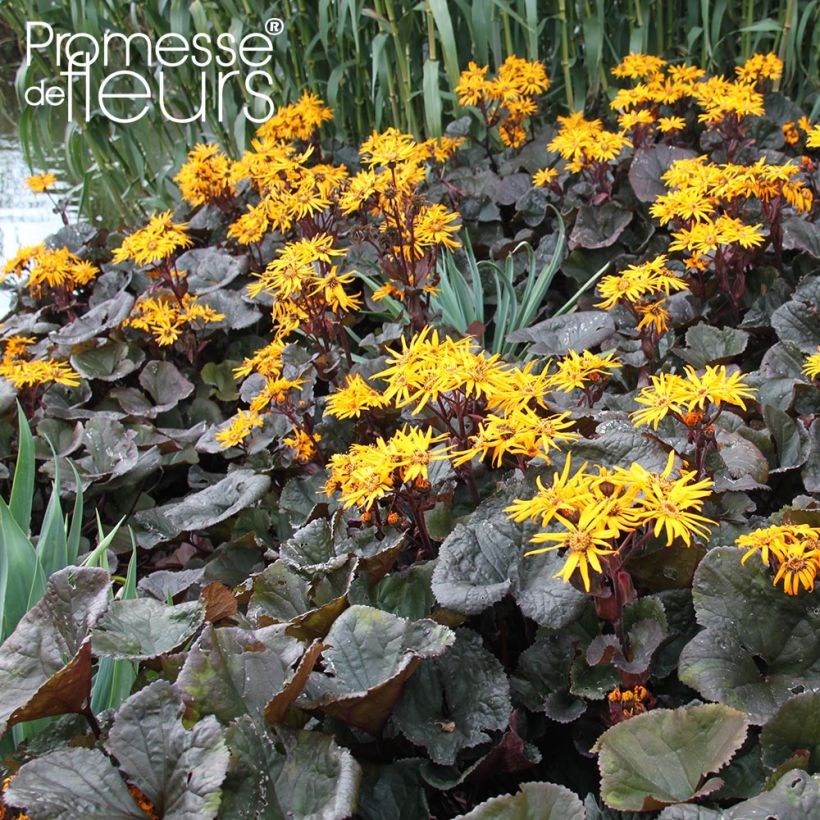 Ligularia dentata Dark Beauty - Leopard Plant (Plant habit)