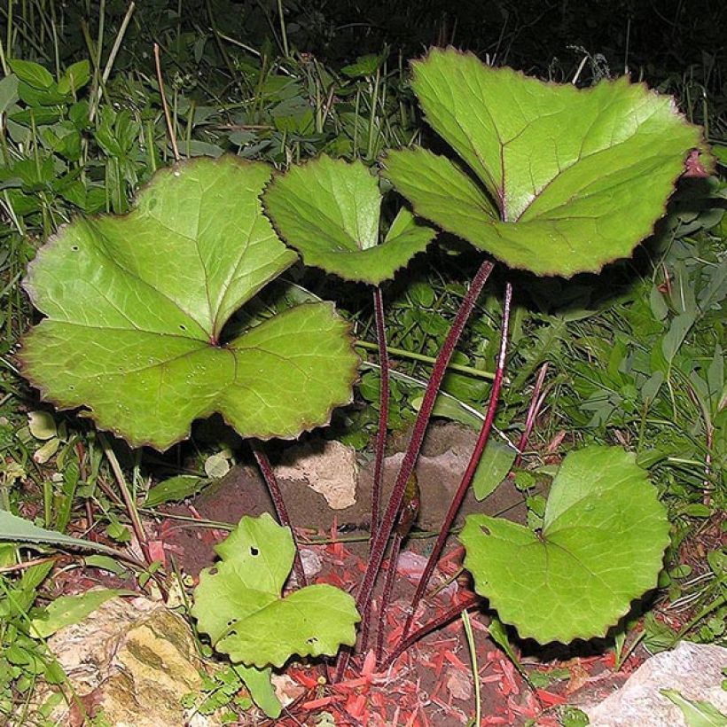 Ligularia dentata Desdemona - Leopard Plant (Foliage)