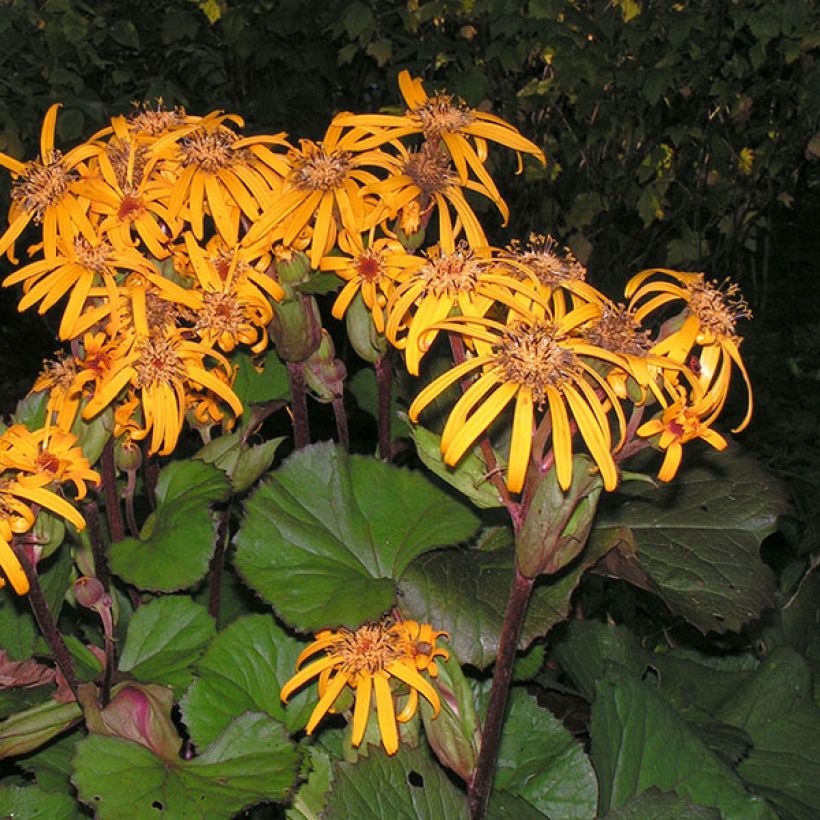 Ligularia dentata Desdemona - Leopard Plant (Flowering)