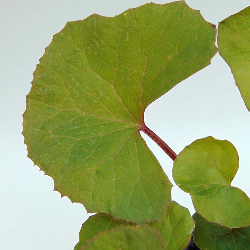 Ligularia dentata - Leopard Plant (Foliage)