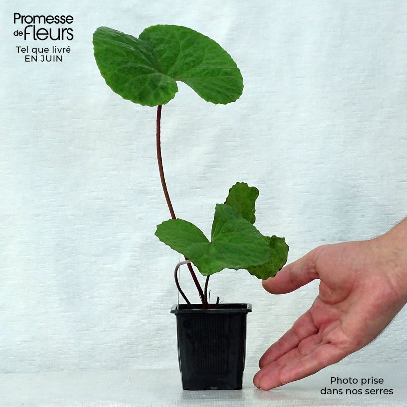 Ligularia dentata - Leopard Plant 8/9 cm pot sample as delivered in summer