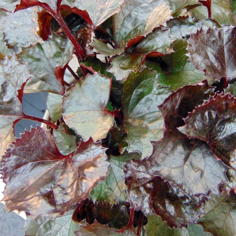 Ligularia dentata Pandora - Leopard Plant (Foliage)