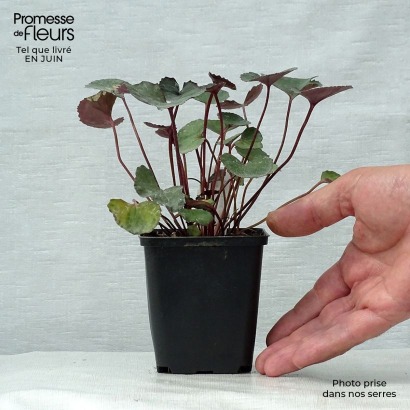 Ligularia dentata Pandora - Leopard Plant 8/9 cm pot sample as delivered in summer