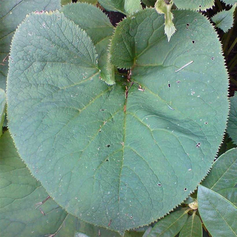 Ligularia fischeri - Leopard Plant (Foliage)