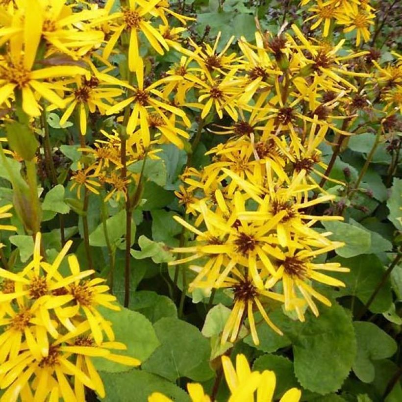 Ligularia x hessei - Leopard Plant (Flowering)