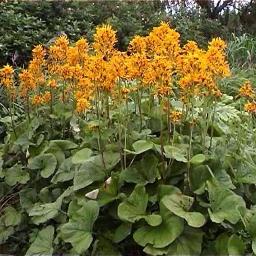 Ligularia x hessei - Leopard Plant (Plant habit)