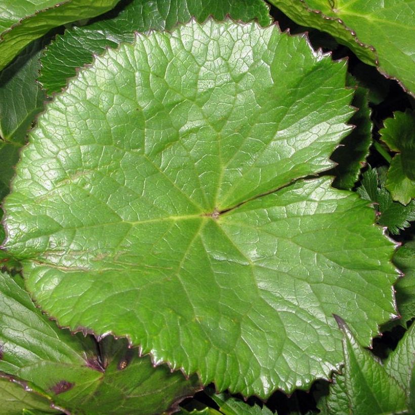 Ligularia hodgsonii - Leopard Plant (Foliage)