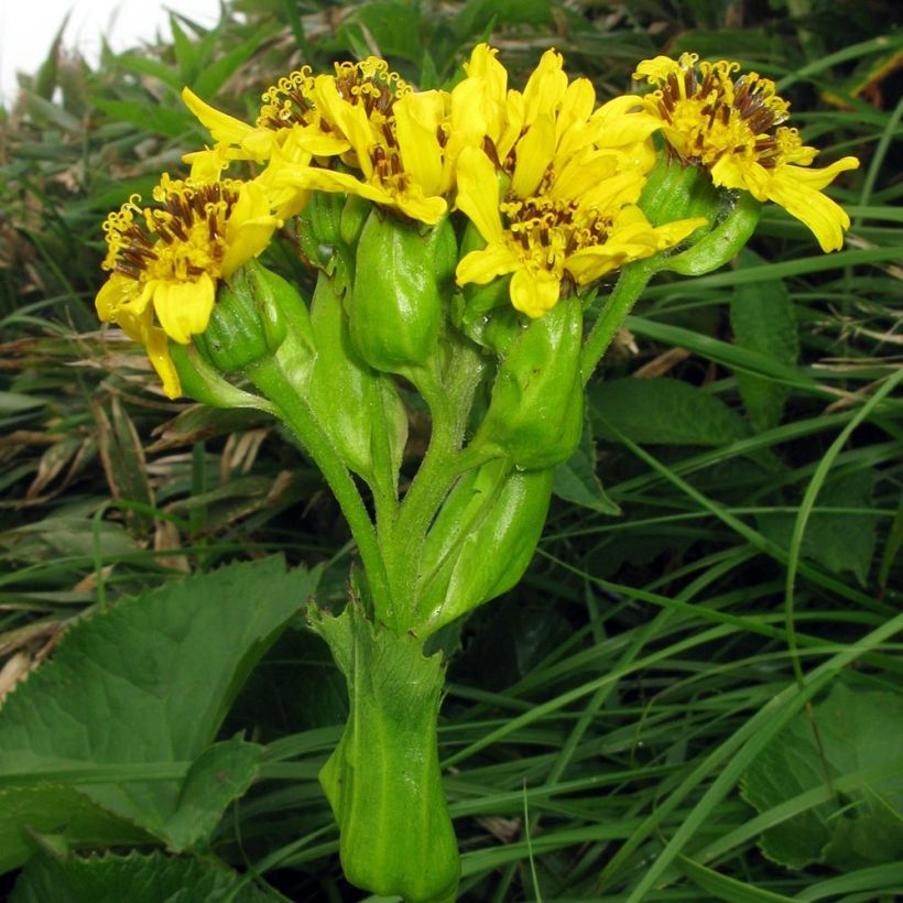 Ligularia hodgsonii - Leopard Plant (Flowering)