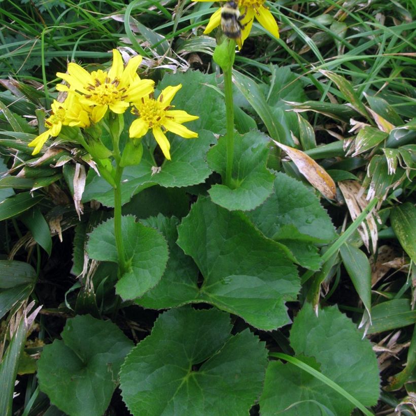 Ligularia hodgsonii - Leopard Plant (Plant habit)