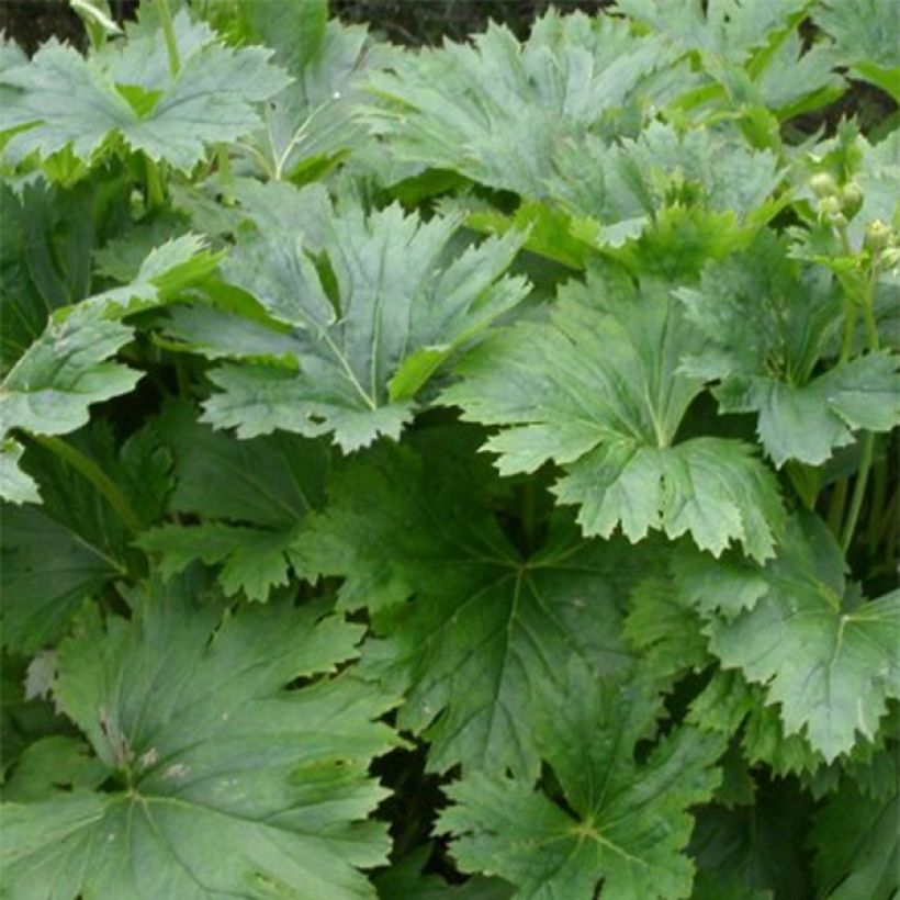 Ligularia palmatiloba - Leopard Plant (Foliage)