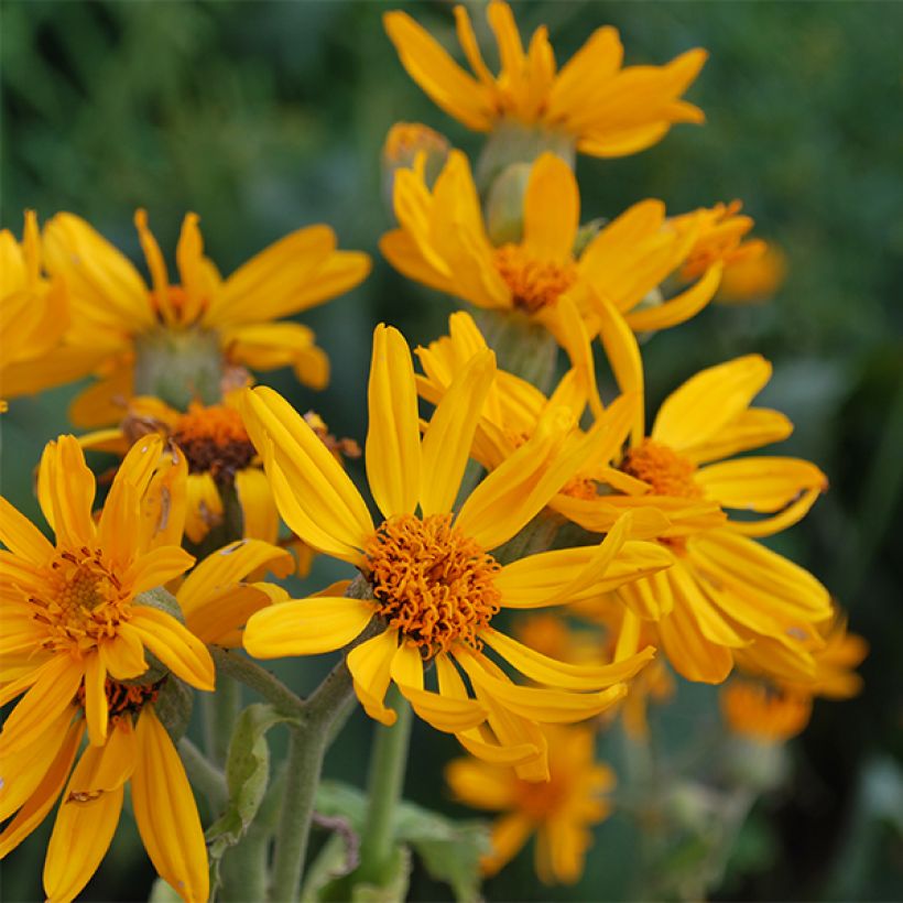 Ligularia palmatiloba - Leopard Plant (Flowering)