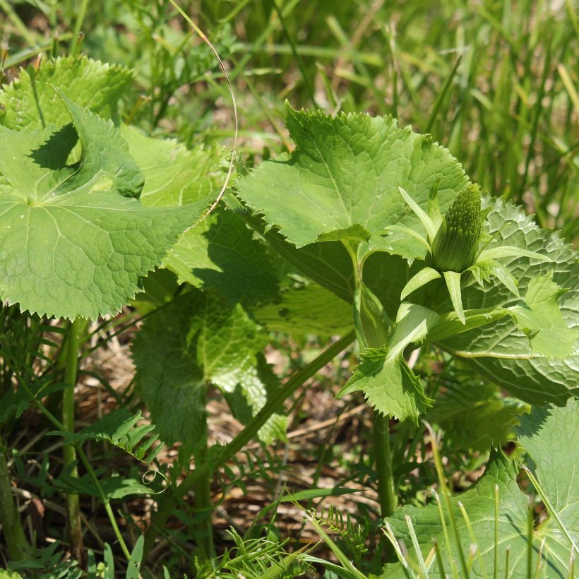 Ligularia stenocephala - Leopard Plant (Foliage)