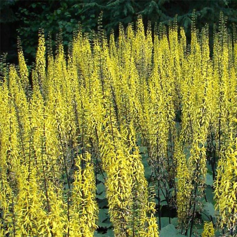 Ligularia stenocephala - Leopard Plant (Flowering)