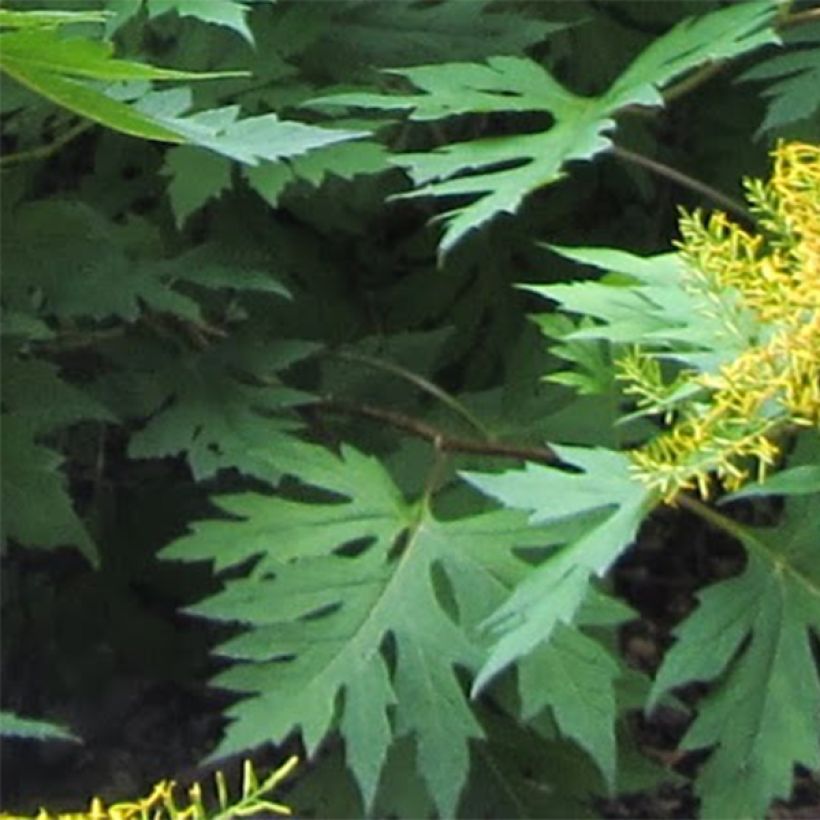 Ligularia tangutica - Leopard Plant (Foliage)