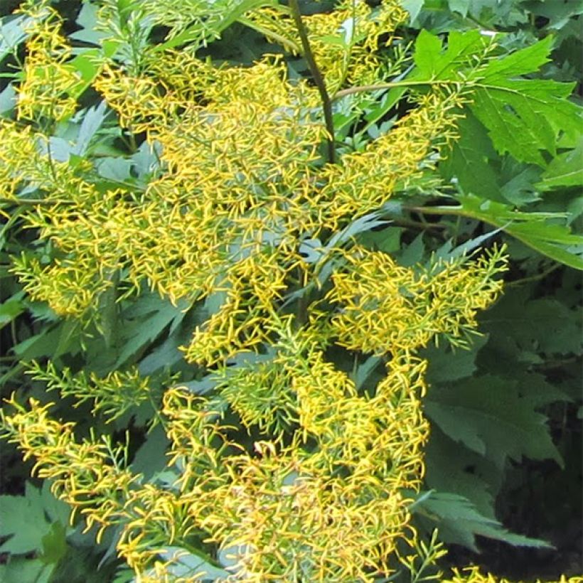 Ligularia tangutica - Leopard Plant (Flowering)