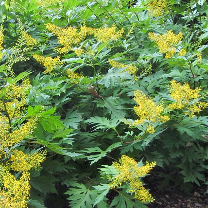 Ligularia tangutica - Leopard Plant (Plant habit)