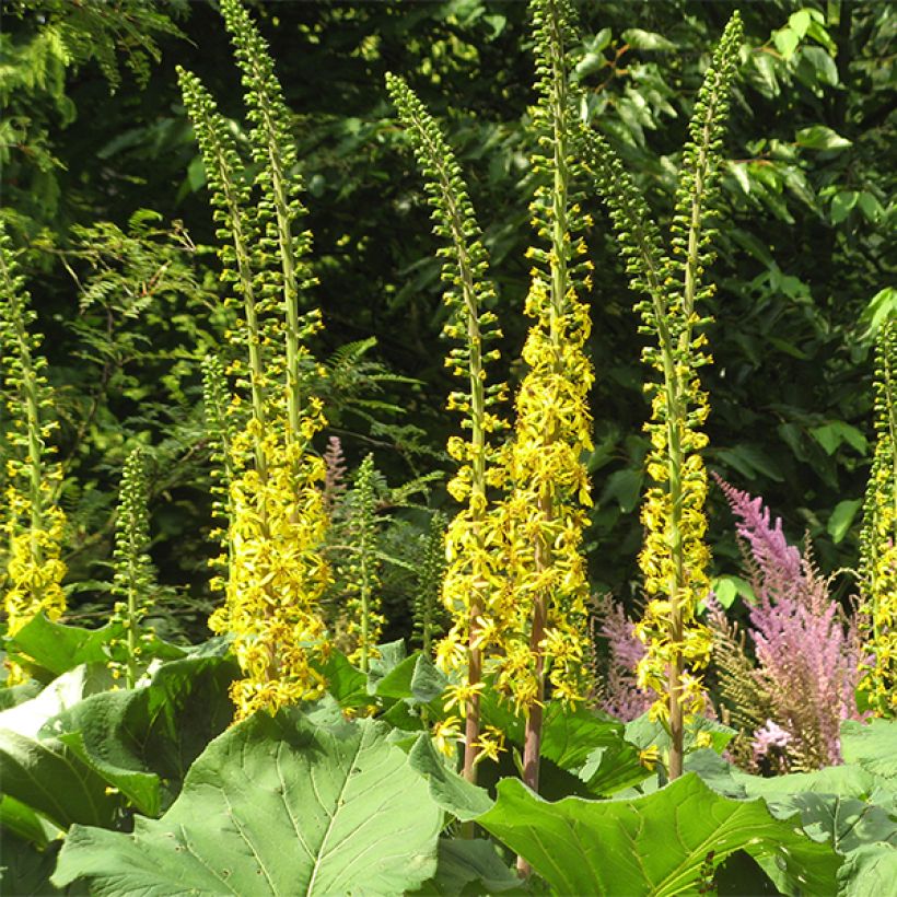 Ligularia veitchiana - Leopard Plant (Flowering)