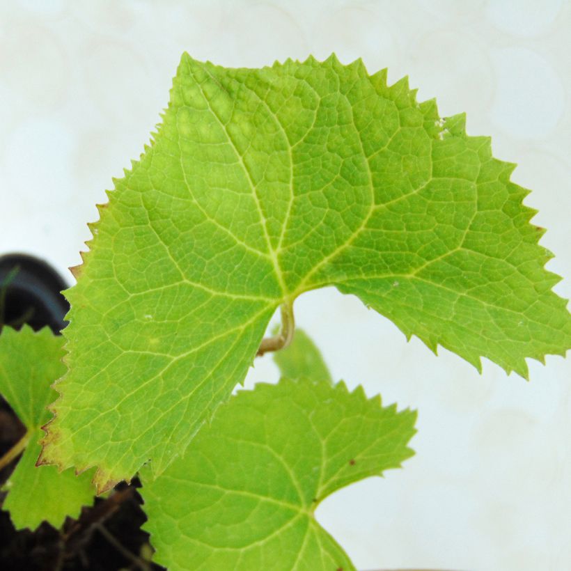 Ligularia wilsoniana - Leopard Plant (Foliage)