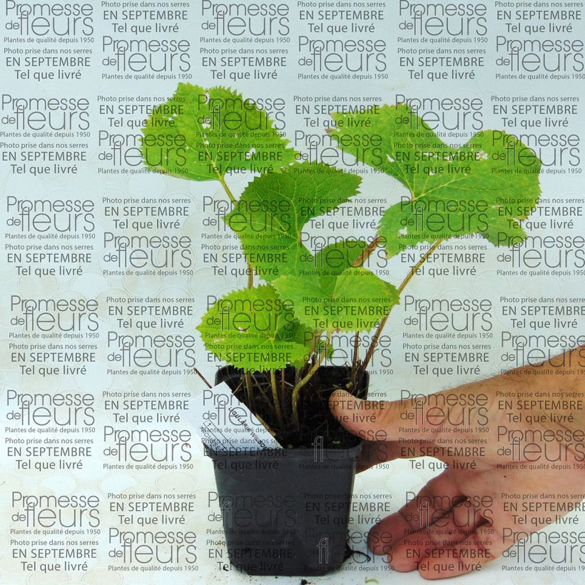 Example of Ligularia wilsoniana - Leopard Plant specimen as delivered