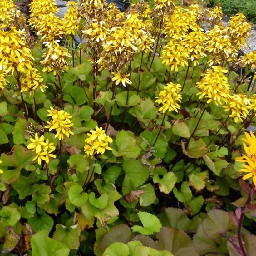 Ligularia hessei Lanternchern - Leopard Plant (Plant habit)