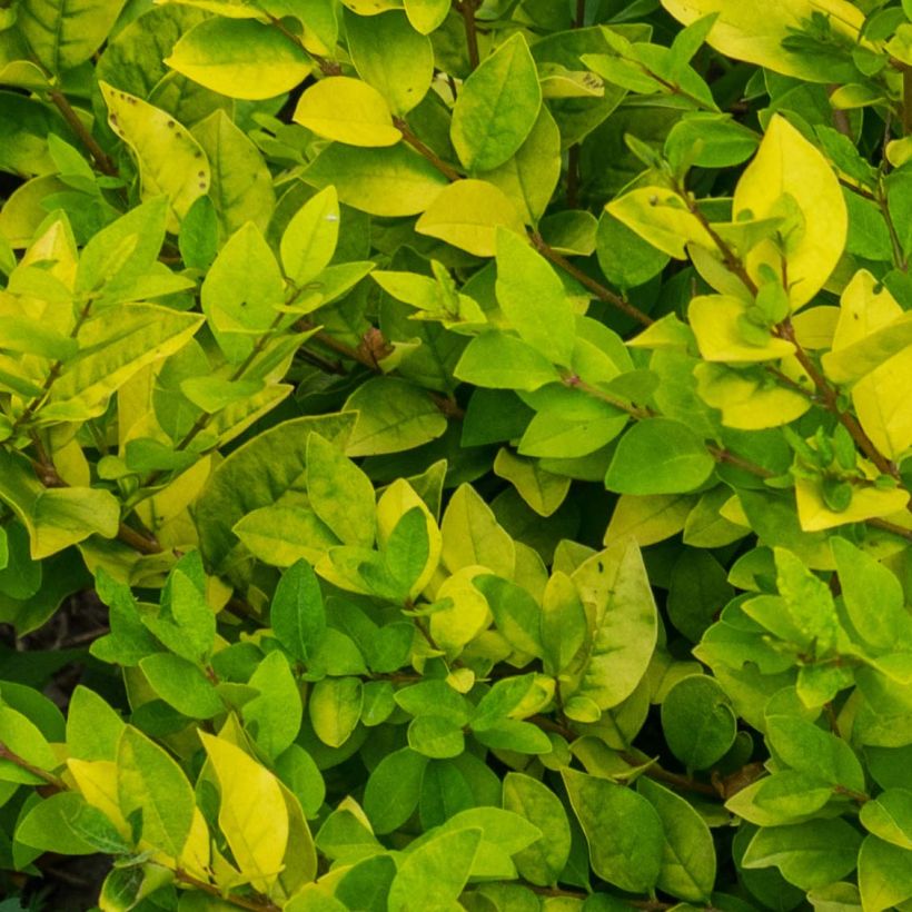 Golden Privet - Ligustrum vicaryi (Foliage)