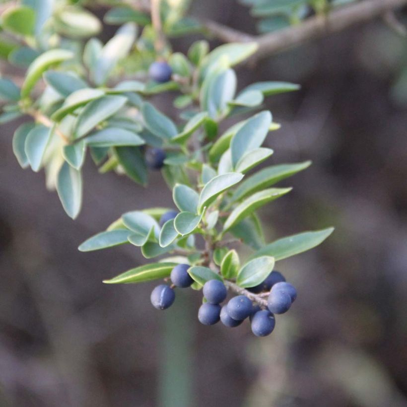 Ligustrum delavayanum - Privet (Foliage)