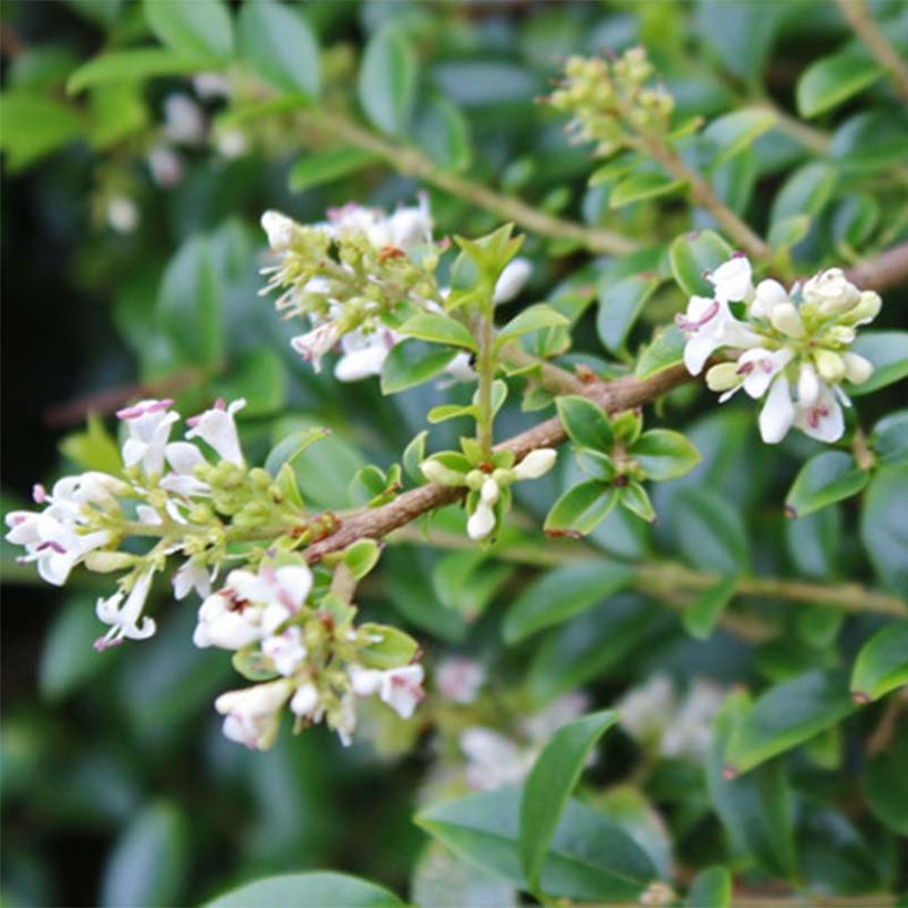 Ligustrum delavayanum - Privet (Flowering)