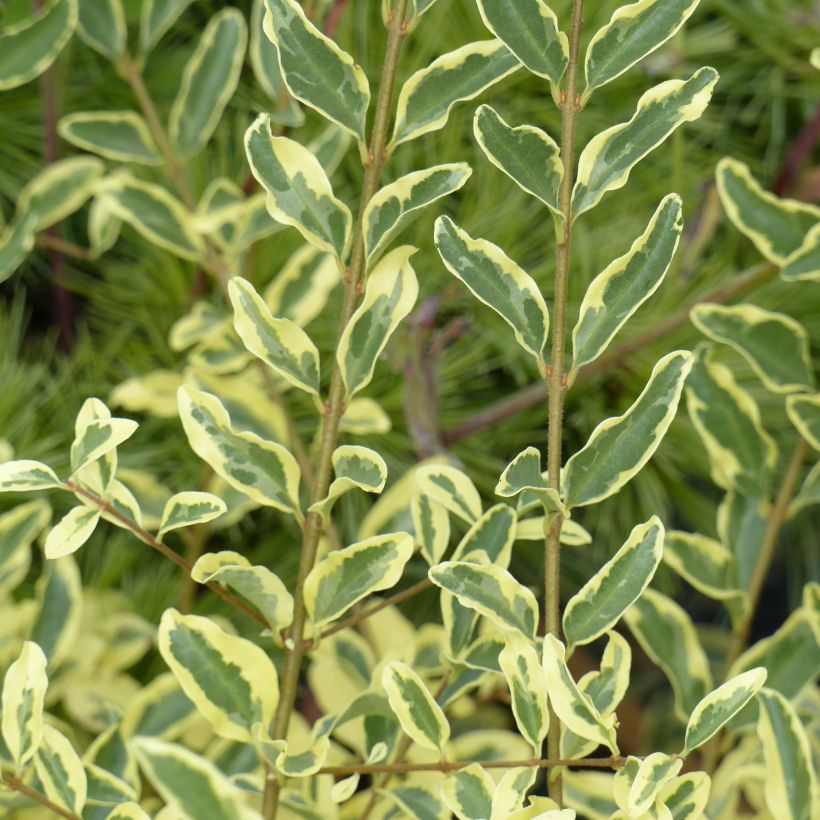 Ligustrum ibota Musli - Privet (Foliage)