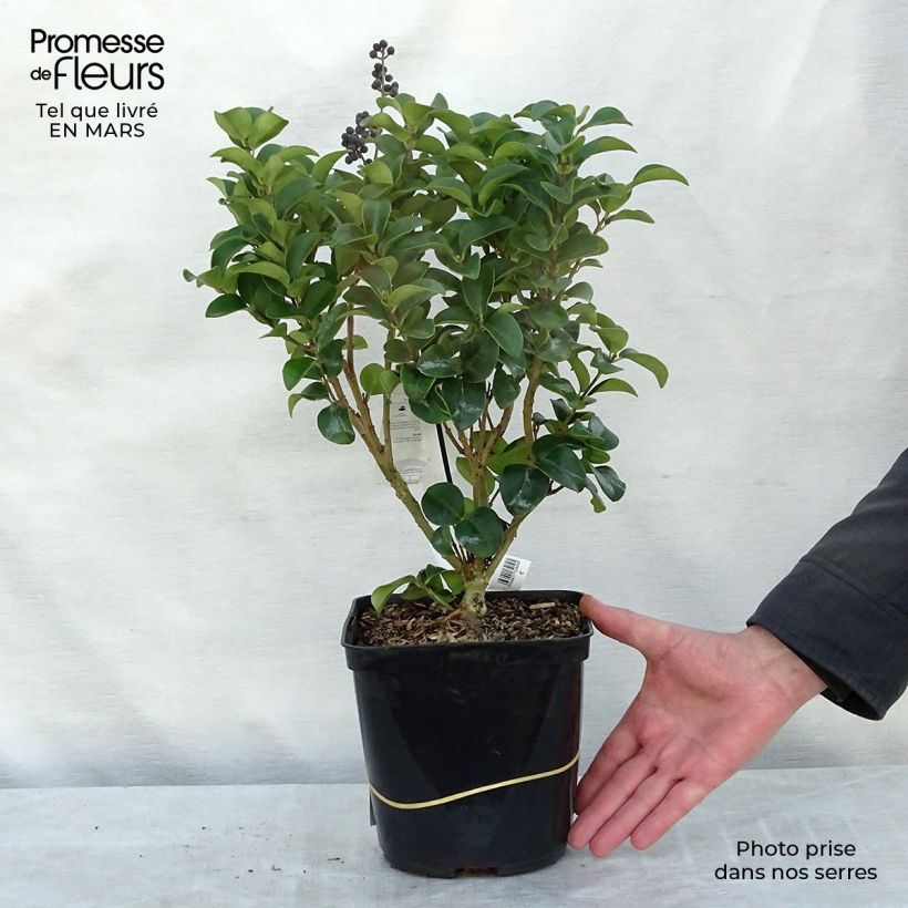 Ligustrum japonicum Coriaceum - Japanese Privet sample as delivered in spring