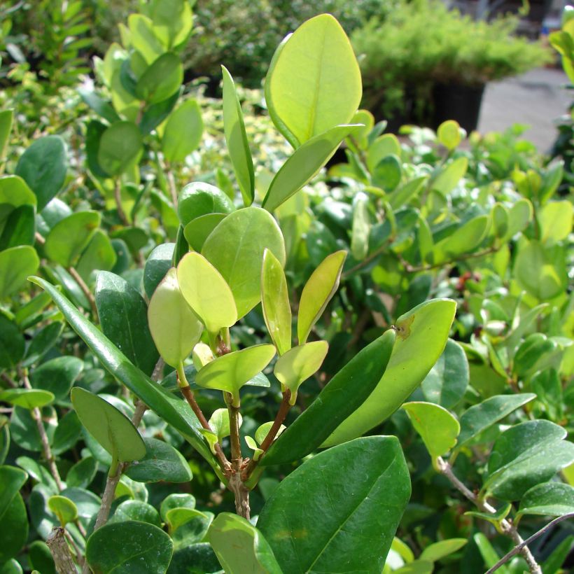 Ligustrum japonicum Texanum - Japanese Privet (Foliage)