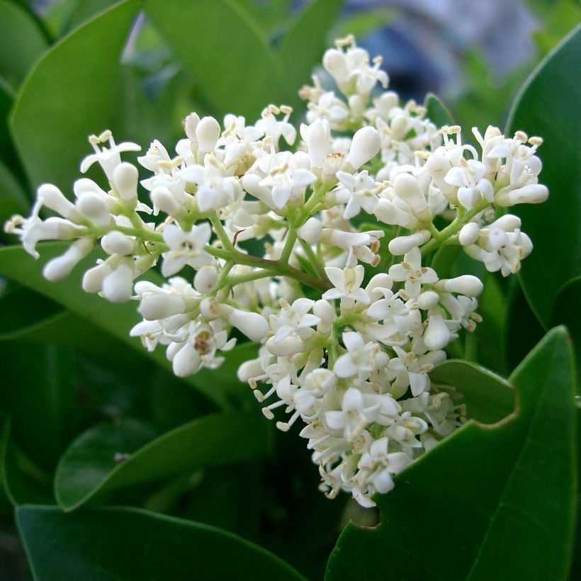 Ligustrum japonicum Texanum - Japanese Privet (Flowering)