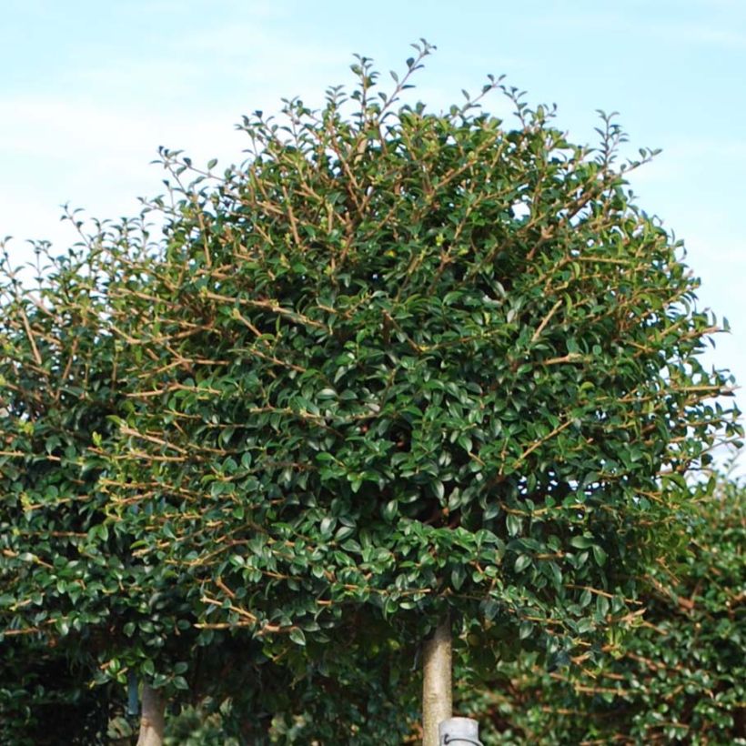 Ligustrum jonandrum - Yunnan Privet (Foliage)