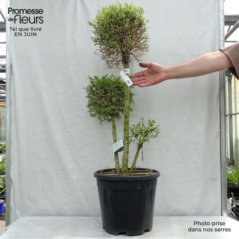 Ligustrum jonandrum - Yunnan Privet 7.5L/10L pot sample as delivered in summer
