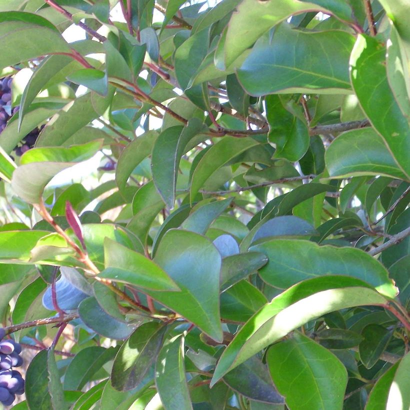 Ligustrum lucidum - Glossy Privet (Foliage)