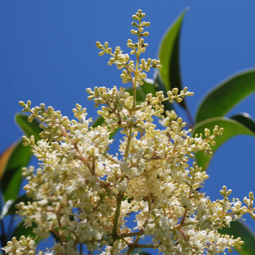 Ligustrum lucidum - Glossy Privet (Flowering)