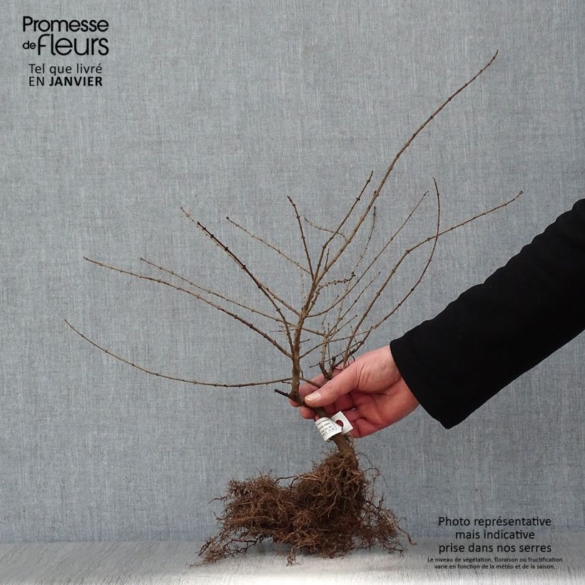 Ligustrum obtusifolium Regelianum - Privet Bare root sample as delivered in winter