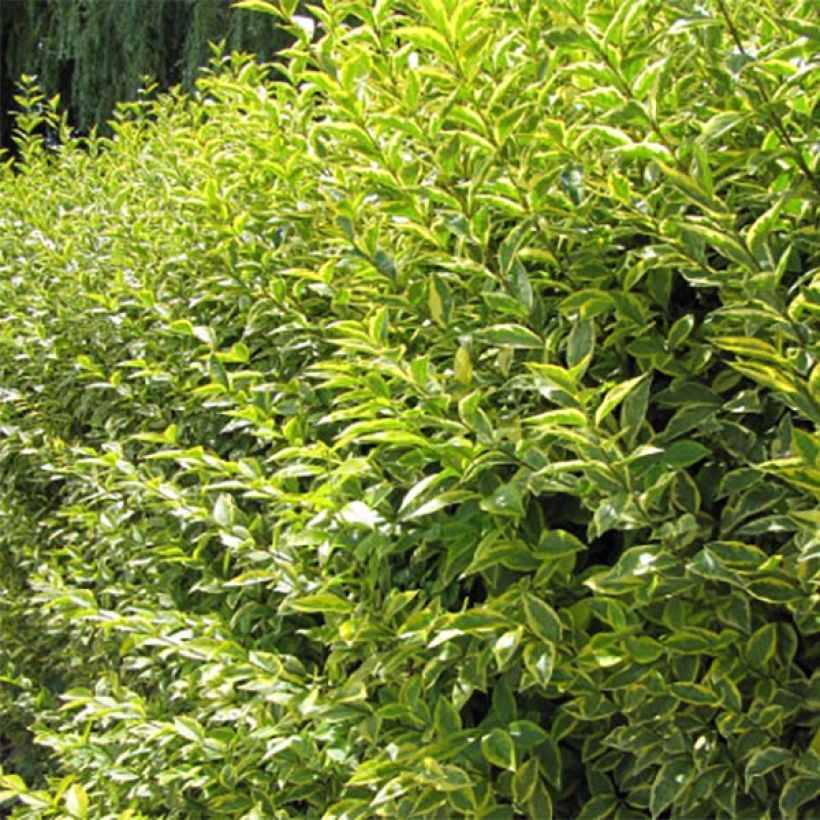 Golden Privet - Ligustrum ovalifolium Aureum (Foliage)