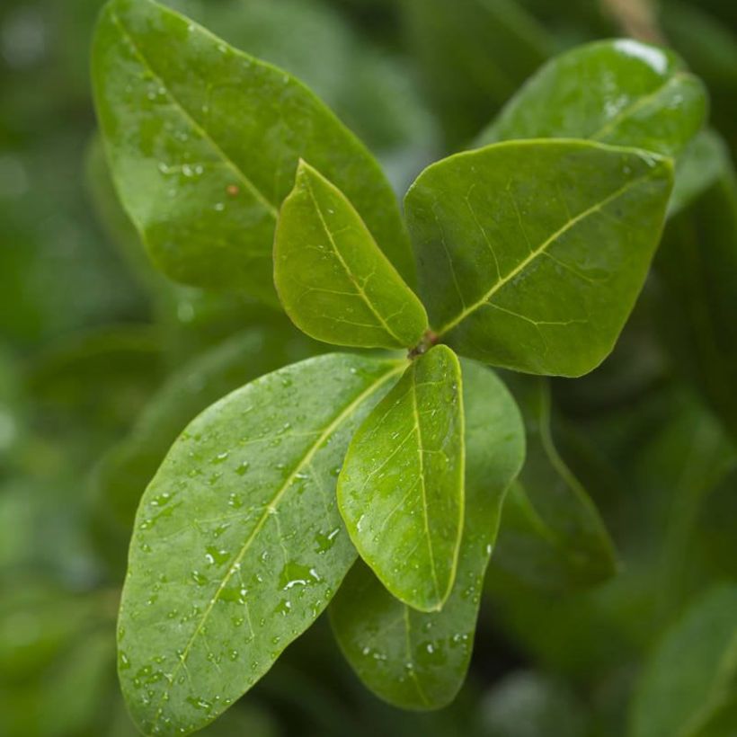 Ligustrum ovalifolium Green Diamond - Garden Privet (Foliage)