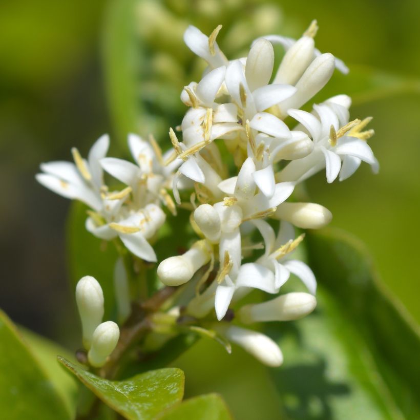 Ligustrum ovalifolium Green Diamond - Garden Privet (Flowering)