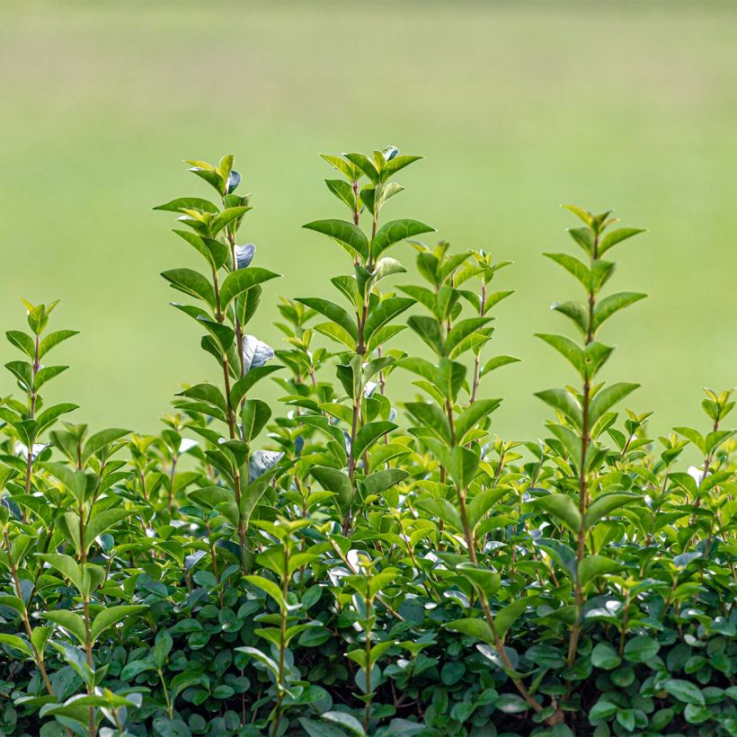 Ligustrum ovalifolium Green Diamond - Garden Privet (Plant habit)