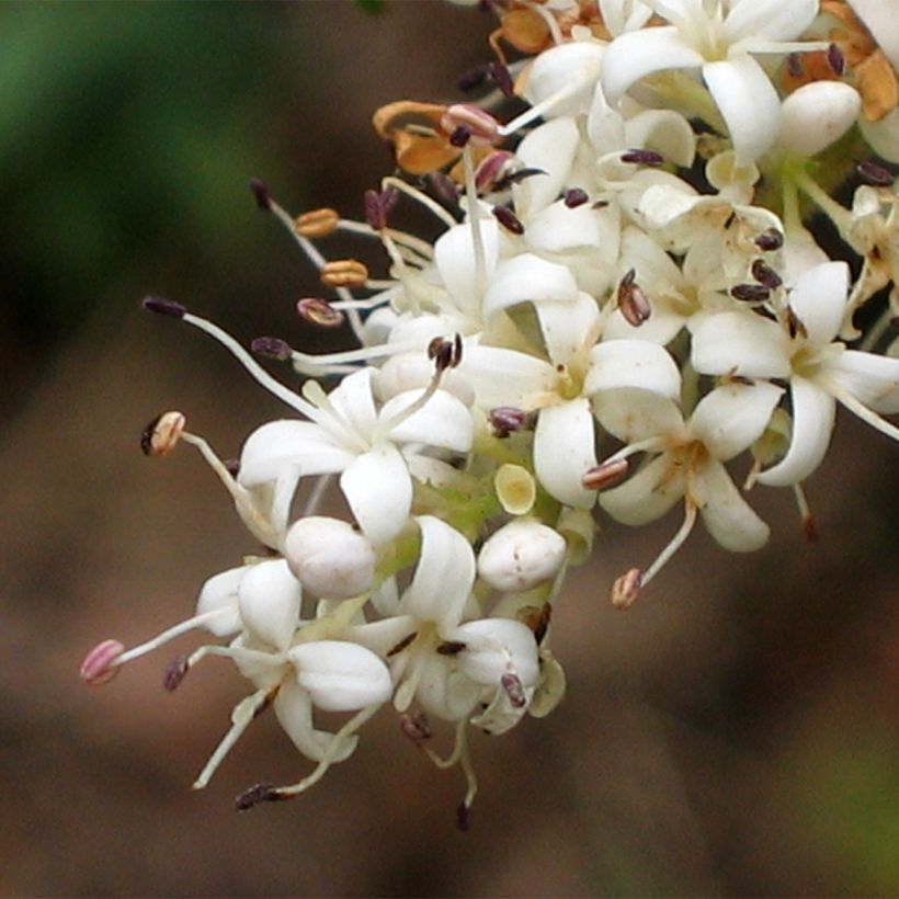 Ligustrum sinense Eugene Clive - Chinese Privet (Flowering)