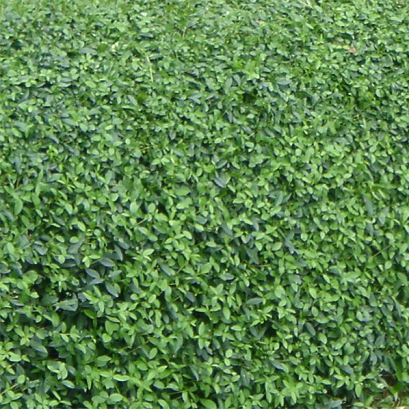 Common Privet - Ligustrum vulgare Lodense (Foliage)