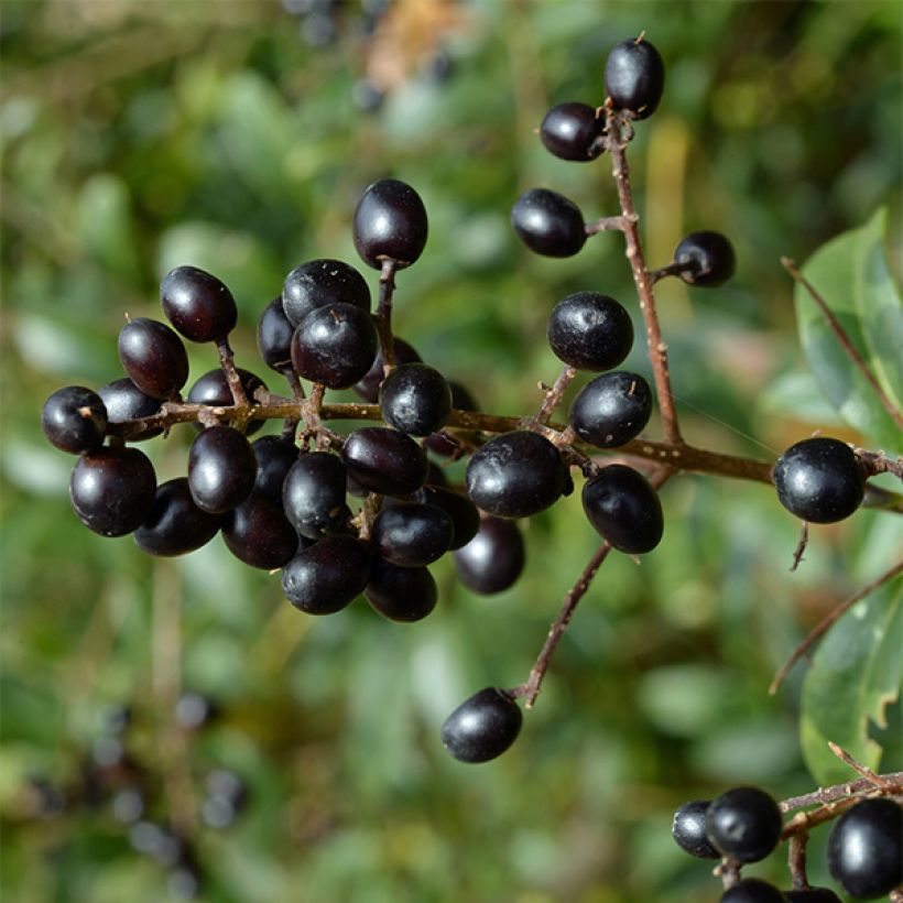 Common Privet - Ligustrum vulgare Lodense (Harvest)