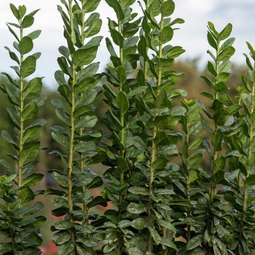 Ligustrum vulgare Straight Talk - Common Privet (Foliage)