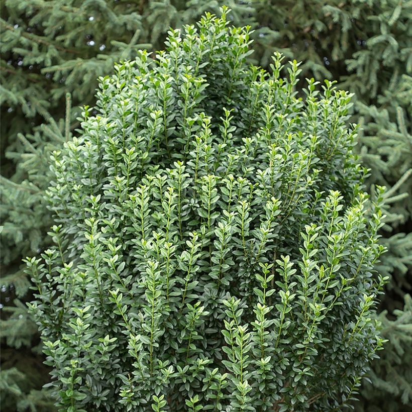 Ligustrum vulgare Straight Talk - Common Privet (Plant habit)